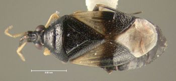 Media type: image;   Entomology 619177 Aspect: habitus dorsal view